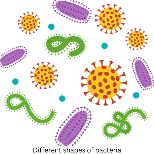 Bacteria: Structure, Types and Importance for Competitive Exams bacteria